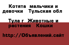 Котята  мальчики и девочки - Тульская обл., Тула г. Животные и растения » Кошки   